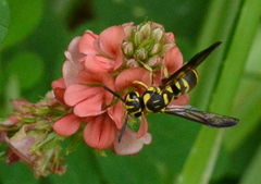 Stenodyneriellus guttulatus