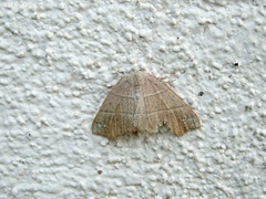 Episemasia