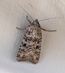 Euxoa terrenus