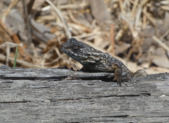 Sceloporus occidentalis becki