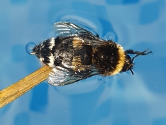 Bombus soroeensis