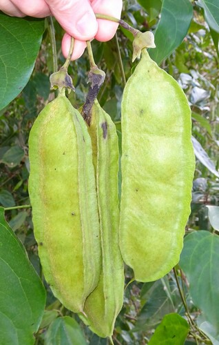 Mucuna gigantea