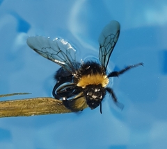 Bombus soroeensis