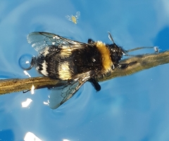 Bombus soroeensis
