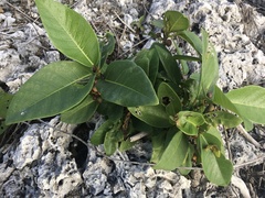 Ficus scabra