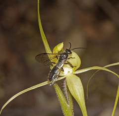 Caladenia xanthochila