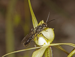 Caladenia xanthochila