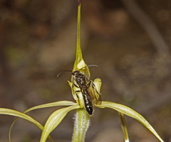 Caladenia xanthochila