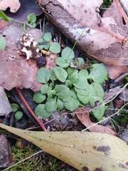 Pterostylis ampliata