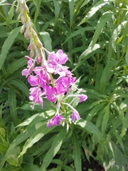 Chamaenerion angustifolium