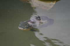 Astronotus ocellatus