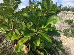 Excoecaria agallocha