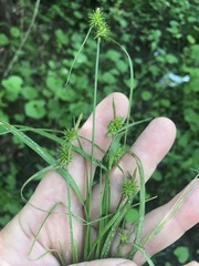 Media resource of Carex flava