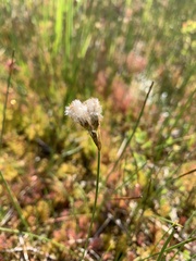 Eriophorum gracile