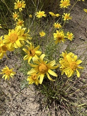 Eriophyllum lanatum integrifolium