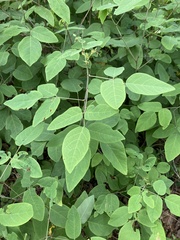 Desmodium laevigatum