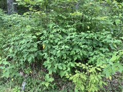 Desmodium laevigatum