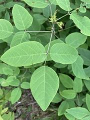 Desmodium laevigatum