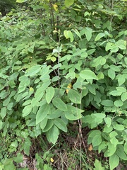 Desmodium laevigatum