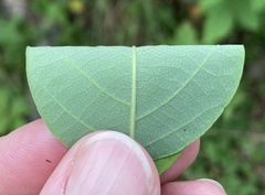 Desmodium laevigatum