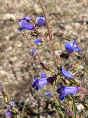 Penstemon roezlii