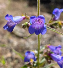 Penstemon roezlii