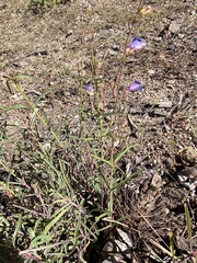 Penstemon roezlii