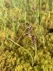 Scheuchzeria palustris