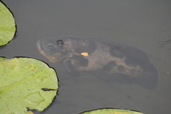 Astronotus ocellatus