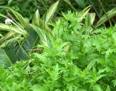 Conoclinium dissectum