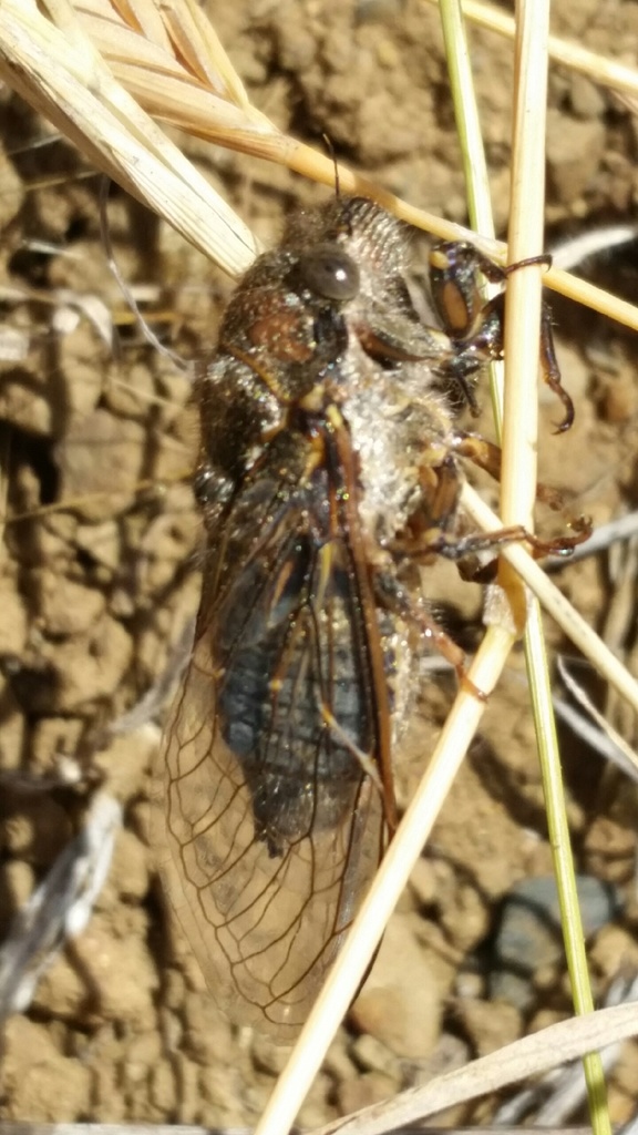 Tibicinoides vanduzeei