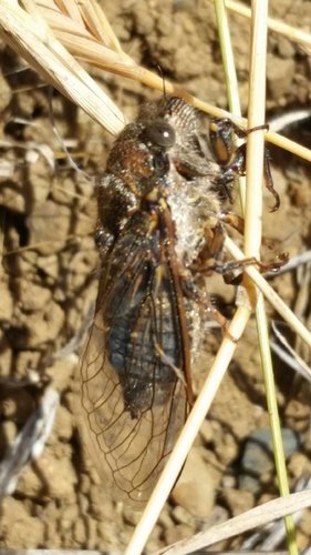 Tibicinoides vanduzeei