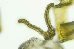 Racomitrium sudeticum
