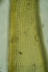 Racomitrium sudeticum