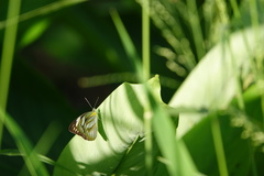 Appias libythea peducaea