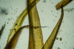 Racomitrium sudeticum