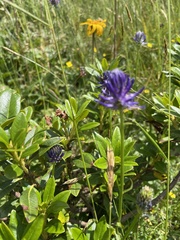Phyteuma betonicifolium