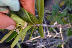 Neoschmidia calycina