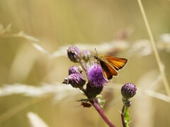 Thymelicus sylvestris