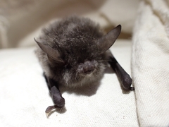 Myotis laniger
