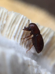 Octotemnus dilutipes