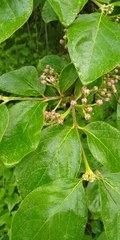 Malpighia mexicana