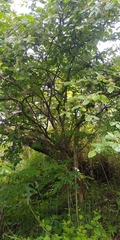 Malpighia mexicana