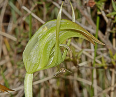Pterostylis × ingens