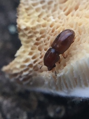 Octotemnus dilutipes