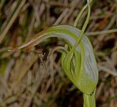 Pterostylis × ingens