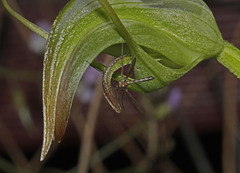 Pterostylis × ingens