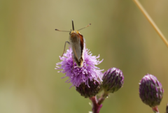 Thymelicus sylvestris