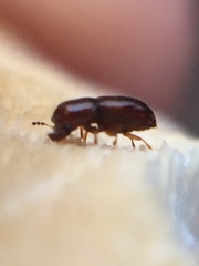Octotemnus dilutipes