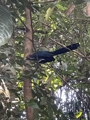 Phaenicophaeus sumatranus